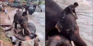 #VIDEO | Turista muere aplastada por un elefante frente a su familia en India