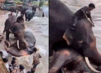 #VIDEO | Turista muere aplastada por un elefante frente a su familia en India