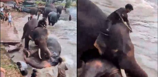 #VIDEO | Turista muere aplastada por un elefante frente a su familia en India