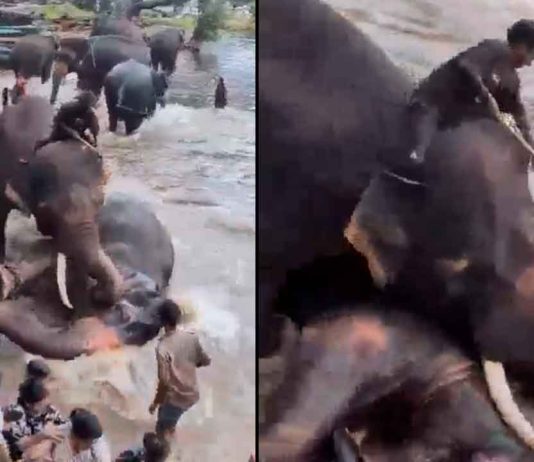#VIDEO | Turista muere aplastada por un elefante frente a su familia en India