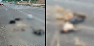 Hallan Restos de animales decapitados en el Gran Canal