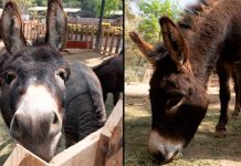 Garantiza Zoológico de Morelia bienestar y conservación del burro pigmeo africano