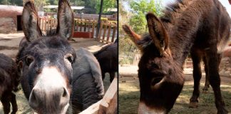 Garantiza Zoológico de Morelia bienestar y conservación del burro pigmeo africano