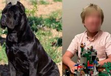 Menor de 11 años pierde la vida tras ser atacado por dos perros Cane Corso
