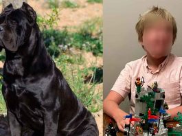 Menor de 11 años pierde la vida tras ser atacado por dos perros Cane Corso