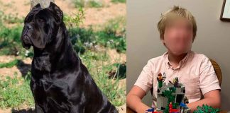 Menor de 11 años pierde la vida tras ser atacado por dos perros Cane Corso