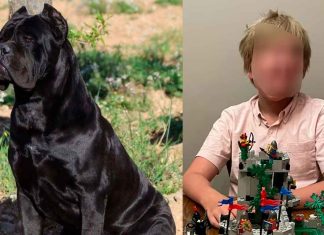 Menor de 11 años pierde la vida tras ser atacado por dos perros Cane Corso