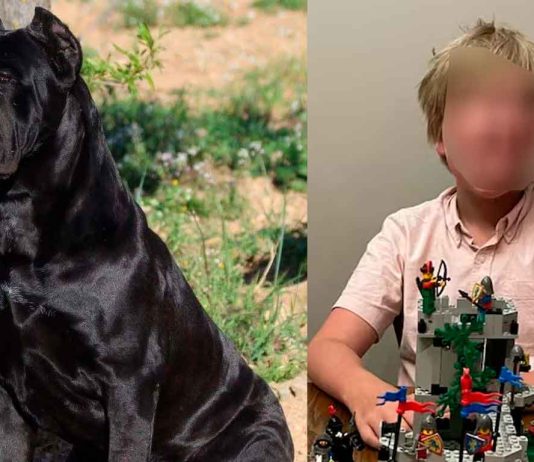 Menor de 11 años pierde la vida tras ser atacado por dos perros Cane Corso