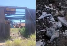 Localizan nuevo campo de exterminio en Miguel Alemán; hallan fosas y “cocinas” clandestinas