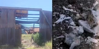 Localizan nuevo campo de exterminio en Miguel Alemán; hallan fosas y “cocinas” clandestinas