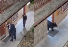 #Video || Oso negro sorprende a policías dentro del baño de un hotel en Estados Unidos