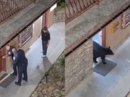 #Video || Oso negro sorprende a policías dentro del baño de un hotel en Estados Unidos