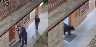 #Video || Oso negro sorprende a policías dentro del baño de un hotel en Estados Unidos