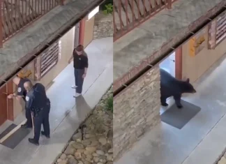 #Video || Oso negro sorprende a policías dentro del baño de un hotel en Estados Unidos