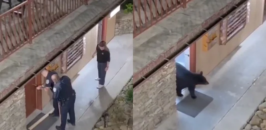 #Video || Oso negro sorprende a policías dentro del baño de un hotel en Estados Unidos