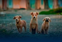“No son de raza… son de corazón”: hoy se celebra el Día del Perro Sin Raza