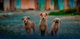 “No son de raza… son de corazón”: hoy se celebra el Día del Perro Sin Raza