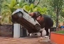 #VIDEO Caos en India: elefante deja un muerto y múltiples destrozos.