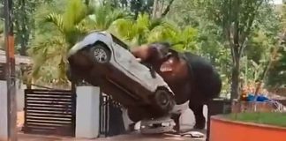 #VIDEO Caos en India: elefante deja un muerto y múltiples destrozos.