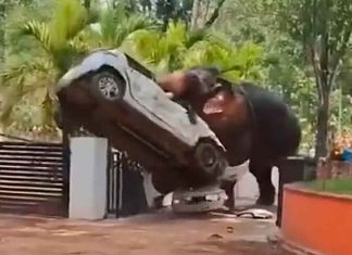 #VIDEO Caos en India: elefante deja un muerto y múltiples destrozos.