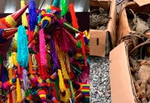 Abren carpeta de investigación en Yucatán por presunto maltrato animal