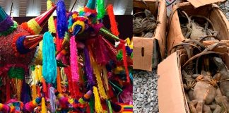 Abren carpeta de investigación en Yucatán por presunto maltrato animal