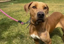 “Maltratómetro”, un sistema que permitirá identificar y clasificar los distintos niveles de violencia ejercida contra los animales