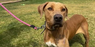 “Maltratómetro”, un sistema que permitirá identificar y clasificar los distintos niveles de violencia ejercida contra los animales