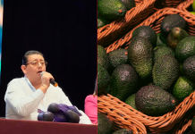 Precio del aguacate en Peribán está por los suelos: Síndico municipal