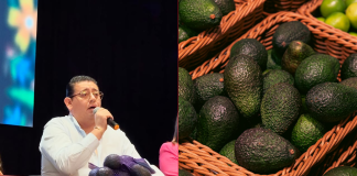 Precio del aguacate en Peribán está por los suelos: Síndico municipal