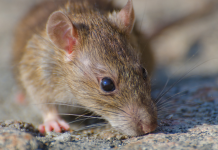 Brote de hantavirus en crucero de lujo deja tres fallecidos