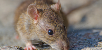 Brote de hantavirus en crucero de lujo deja tres fallecidos