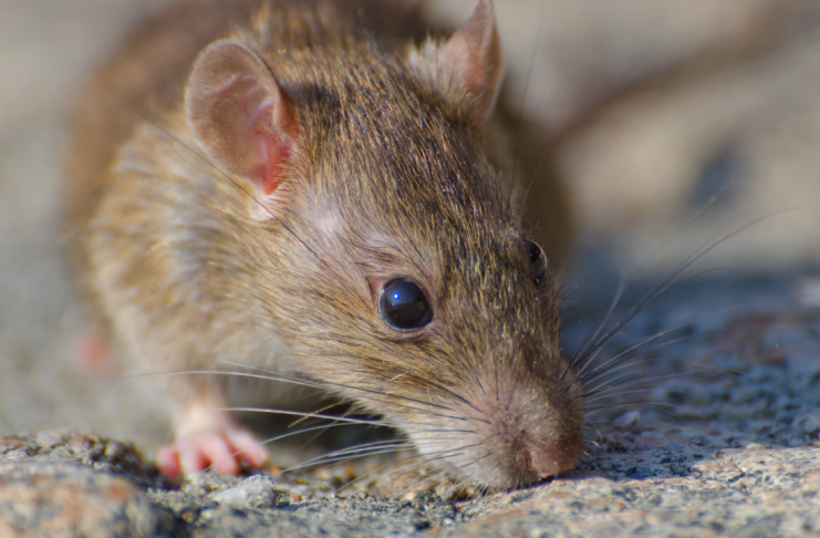 Brote de hantavirus en crucero de lujo deja tres fallecidos