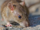 Brote de hantavirus en crucero de lujo deja tres fallecidos