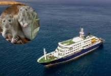La OMS analiza el brote de hantavirus en un crucero