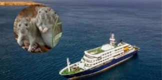 La OMS analiza el brote de hantavirus en un crucero