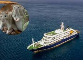 La OMS analiza el brote de hantavirus en un crucero