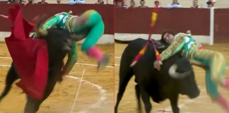 #VIDEO // Torero recibe cornada en los testículos durante corrida