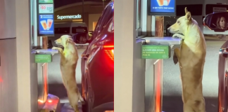 Perrito callejero se vuelve viral tras “ordenar” en ventanilla de autoservicio