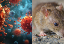 Unión Europea reconoce a España por la gestión del brote de hantavirus en el crucero MV Hondius