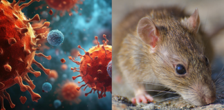 Unión Europea reconoce a España por la gestión del brote de hantavirus en el crucero MV Hondius