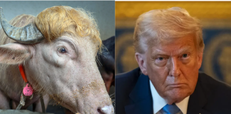 #VIDEO // “Donald Trump”, el búfalo albino de Bangladesh fue vendido