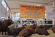 Gobernador anuncia subsidios de 25 mil pesos a compradores de la Feria Ganadera