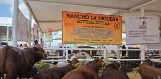 Gobernador anuncia subsidios de 25 mil pesos a compradores de la Feria Ganadera