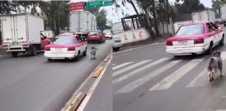 #VIDEO // Captan a taxista abandonando a un perro en la colonia Eduardo Molina, Ciudad de México