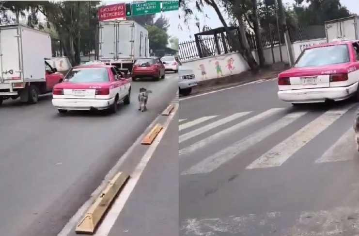 #VIDEO // Captan a taxista abandonando a un perro en la colonia Eduardo Molina, Ciudad de México