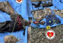 Madres buscadoras encuentran osamenta en una fosa clandestina de Uruapan