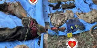 Localizan al menos 6 osamentas en predios de Jacona, durante los últimos días