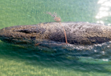 Final feliz para ‘Timmy’: Liberan a la ballena jorobada tras semanas varada en Alemania