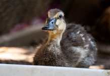Especialistas logran integrar a una bandada al pato robado del Zoológico de Morelia
